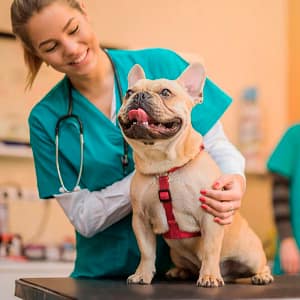 veterinario-sanit-foam-clean-plus Aplicación de la solución jabonosa con aclarado HIGIENE TOTAL Sanit Foam Clean Plus