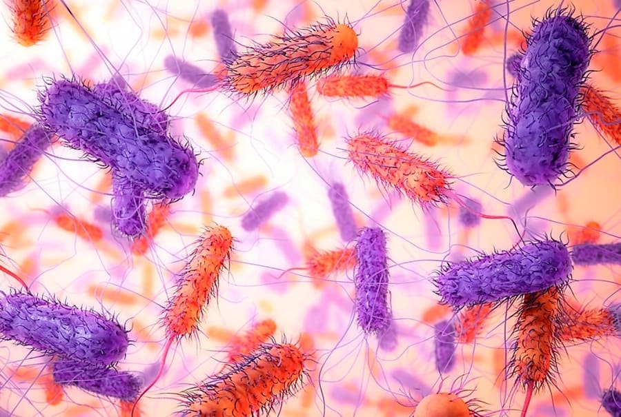 Imagen de muestra de bacterias causantes de la toxiinfección para la entrada Seguridad alimentaria.